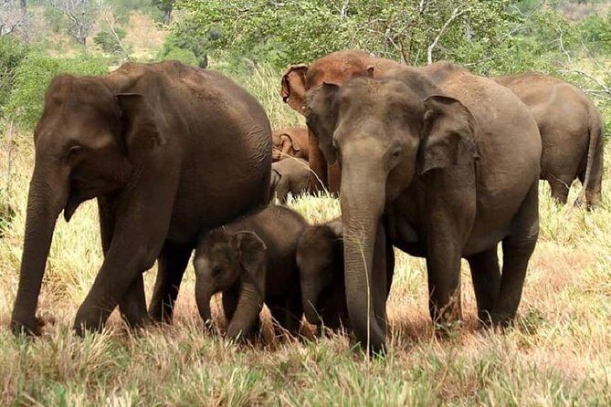 Full Day Private Safari at Yala National Park by Yala La Safari Tours - Key Points