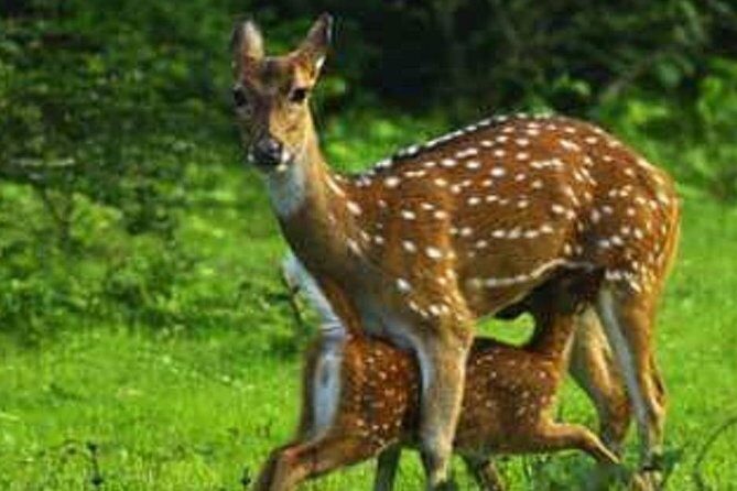 Full Day Private Safari at Yala National Park by Yala La Safari Tours - How Does This Tour Compare in Value?