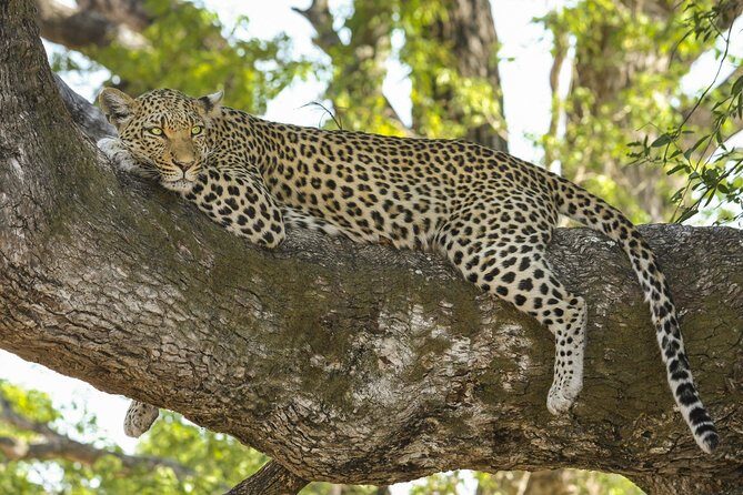 Full Day Private Safari at Yala National Park by Yala La Safari Tours - The Sum Up: Why Choose This Safari?