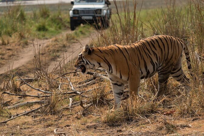 Full-Day Private Safari Tour to Ranthambore National Park - Final Thoughts