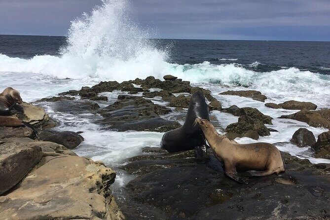 Full Day Private SD Tour from Encinitas - The Sum Up: Is This Tour Right for You?