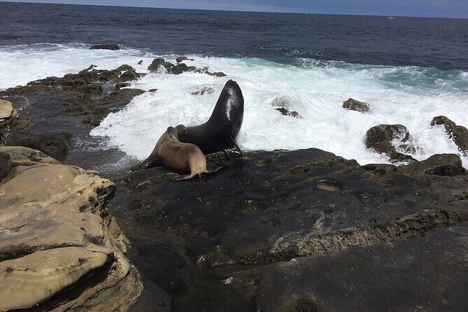 Full Day Private SD Tour from La Jolla - Waterfront Lunch at Seaport Village