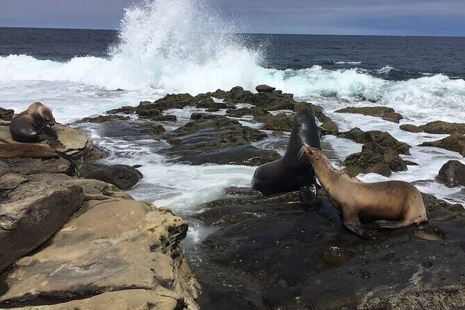 Full Day Private SD Tour from Oceanside - What the Tour Means for You