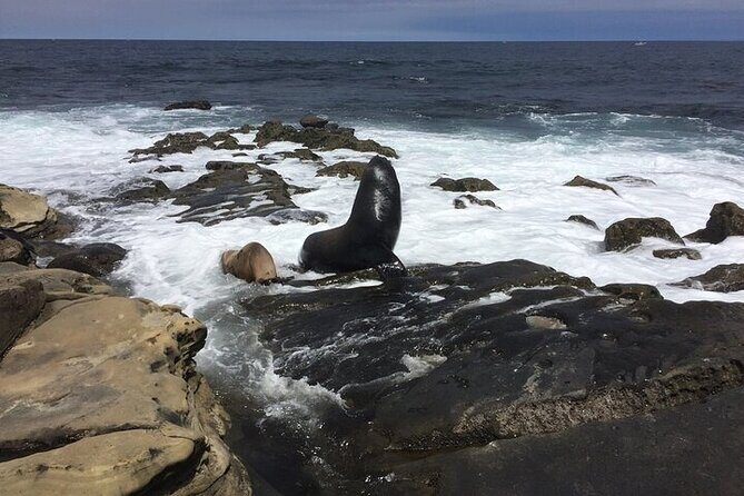 Full Day Private SD Tour from Pacific Beach - The Experience from a Traveler’s Perspective