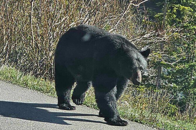 Full Day Private Tour Banff/Yoho Customized Sightseeing - FAQs