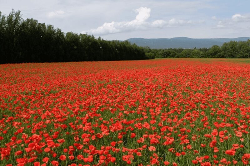 Full Day Private Tour from Avignon - Who Will Love This Tour?