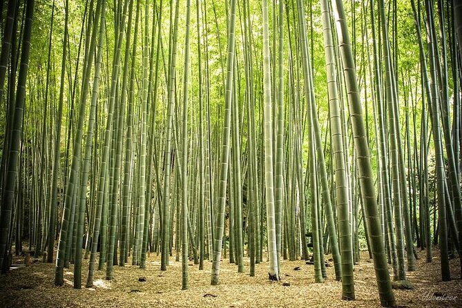 Full Day Private Tour In Kamakura English Speaking Driver - Transportation & Convenience