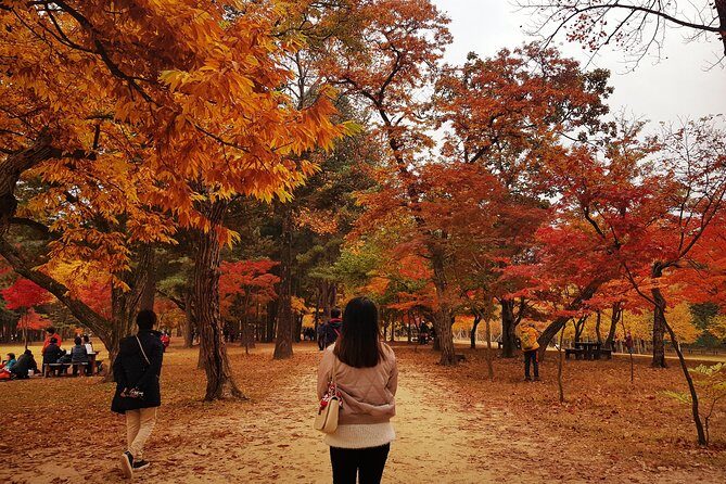 [ Full Day Private Tour ] Nami Island and Petite France - What the Tour Includes and Excludes