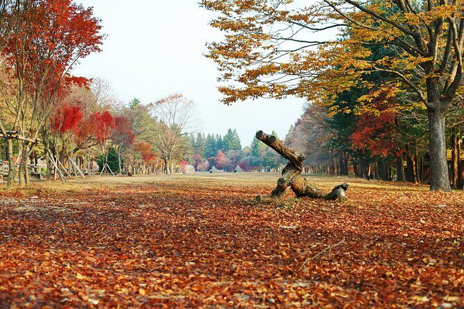 Full Day Private Tour Nami Island, Garden & Petite France - Exploring the Itinerary: A Closer Look