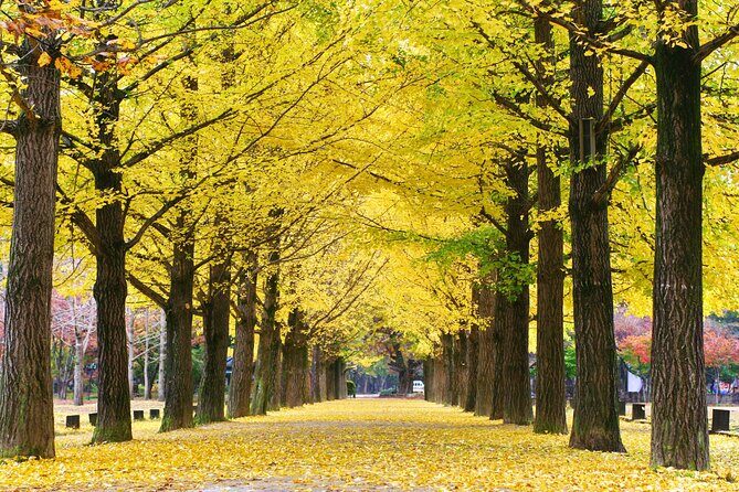 Full Day Private Tour Nami Island, Garden & Petite France - The Sum Up: Who Is This Tour Perfect For?