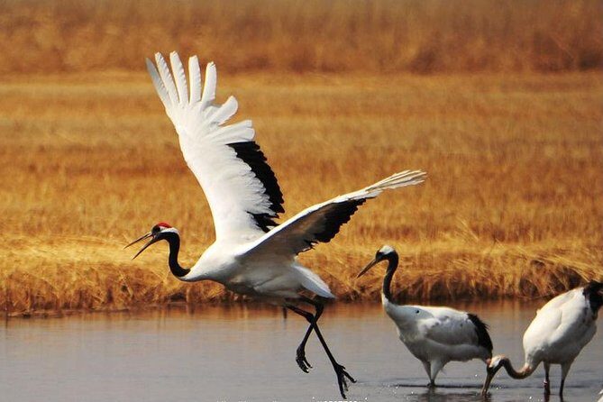 Full-Day Private Tour of Zhalong Nature Reserve from Harbin - Key Points