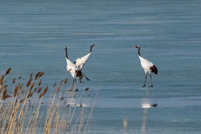 Full-Day Private Tour of Zhalong Nature Reserve from Harbin - FAQ