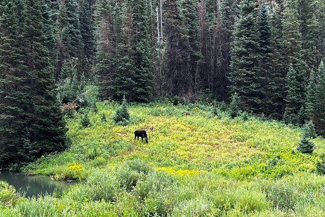 Full-Day Private tour through the Rocky Mountains - What’s Included and What You Need to Know