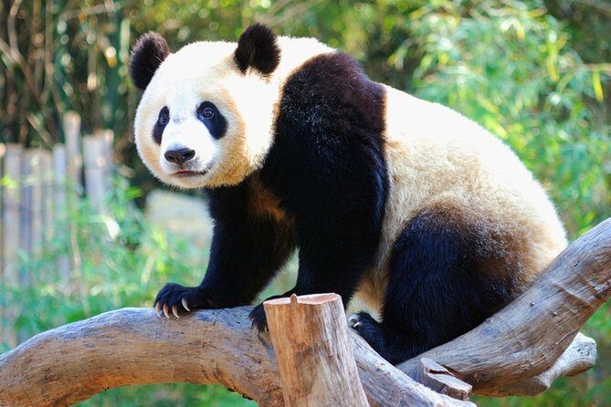 Full-Day Private Tour to Chengdu Giant Panda Base and Leshan - Exploring the Chengdu Panda Base