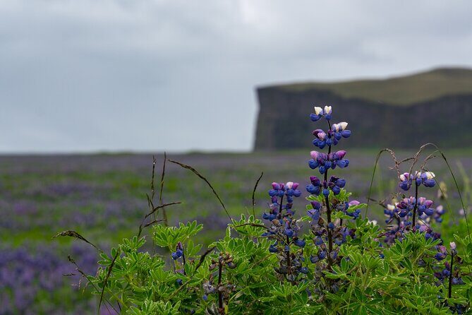 Full-Day Private Tour to Explore South Coast of Iceland - Key Points
