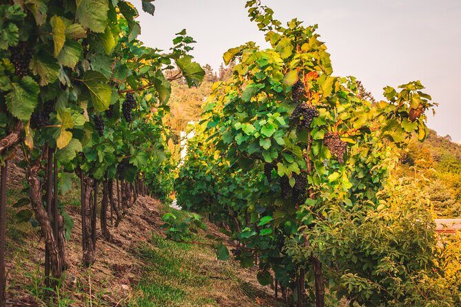 Full Day Private Tour to Kutná Hora with Wine Tasting - The Itinerary Breakdown