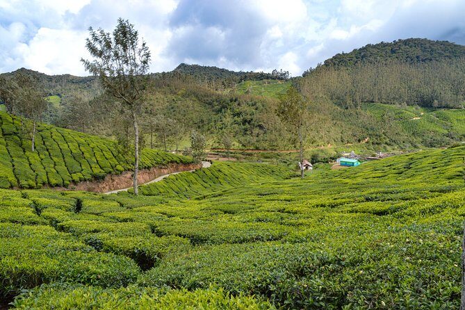 Full-Day Private Tour to Munnar from Kochi with Lunch - A Detailed Look at the Munnar Day Trip