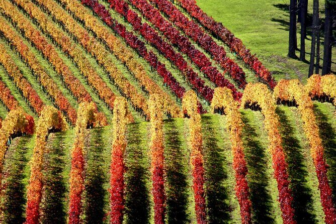 Full Day Private Waiheke Island Wine Tour Including Lunch - An In-Depth Look at the Waiheke Private Wine Tour