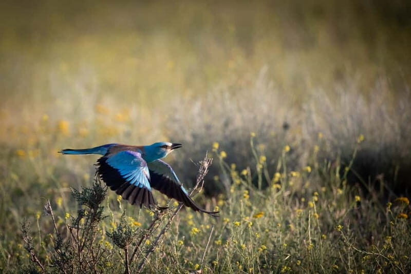 Full-day Private Wilderness tour in Vashlovani National Park - What Makes This Tour Stand Out?