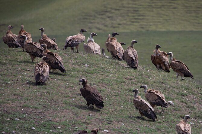 Full-Day Private Wilderness Tour in Vashlovani National Park - Authentic Insights from Reviewers