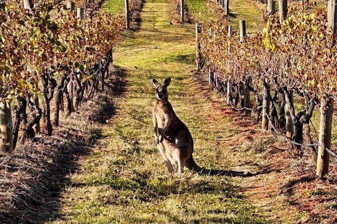 Full Day Private Wine Tour Exclusively Tailored To Suit You - Pricing and Value Analysis