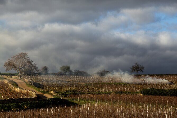 Full-Day Private Wine Tour in Côte de Beaune - Authentic Experiences and Authentic Guides