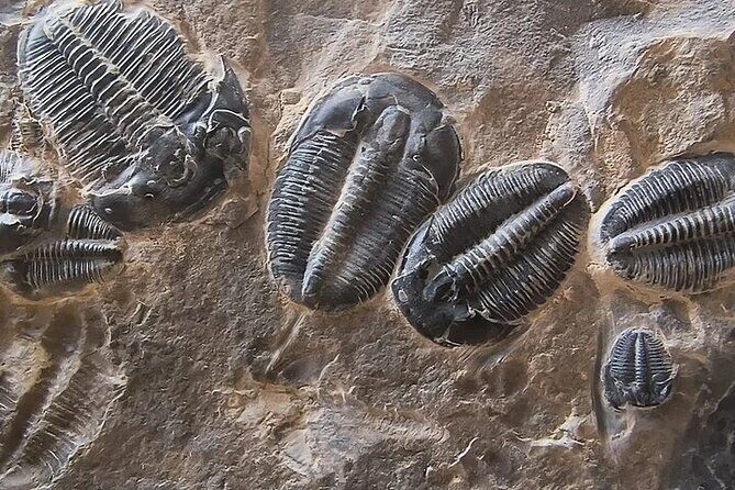 Full Day Quarry Access - Exploring the U-Dig Fossils Quarry Experience