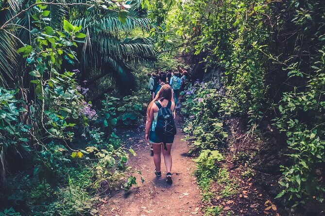 Full Day Rainforest Tour with Tasting and Swimming Time - Full Day Rainforest Tour with Tasting and Swimming Time – A Deep Dive