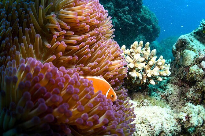 Full Day Reef Cruise and 10 Minute Helicopter Scenic Flight - The Sum Up