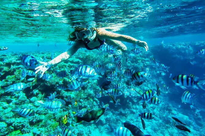 Full-Day Reef Snorkeling in Cozumel from Cancun with Lunch - The Practical Side: Transportation, Group Size, and Timing
