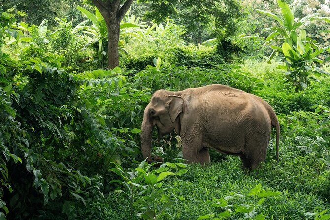 Full-Day Rescued Elephant Walk with Guide Tour in Khaolak - A Deep Dive into the Experience
