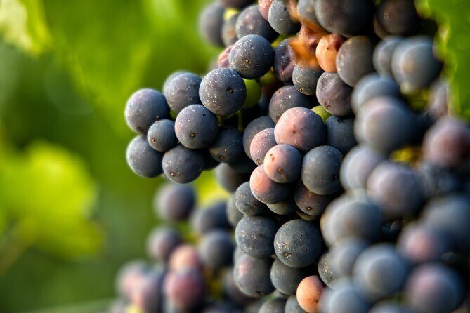 Full-Day Rioja Wineries Tour from Madrid with Pickup and Drop off - Authentic Traveler Insights
