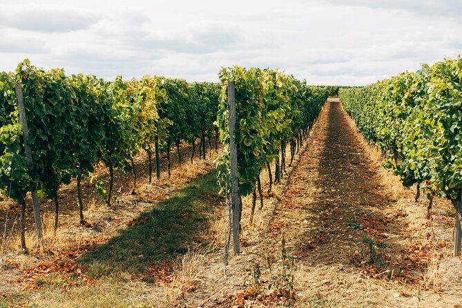 Full-Day Rioja Wineries Tour from Madrid with Pickup and Drop off - Analyzing the Value and Suitability