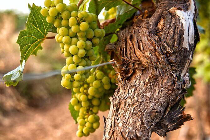 Full-Day Rioja Wineries Tour from Madrid with Pickup and Drop off - Final Thoughts