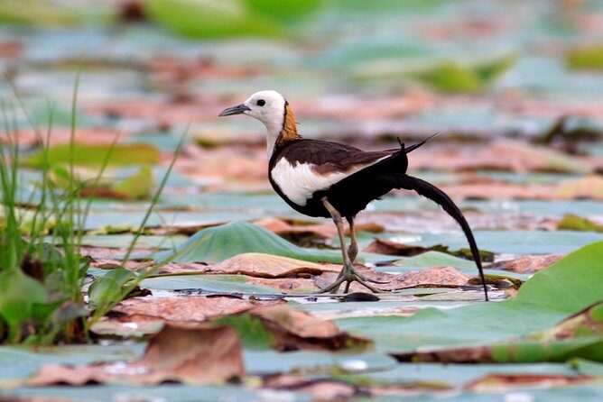Full Day Safari at Bundala With Picnic Lunch from Hambantota Harbor - Key Points