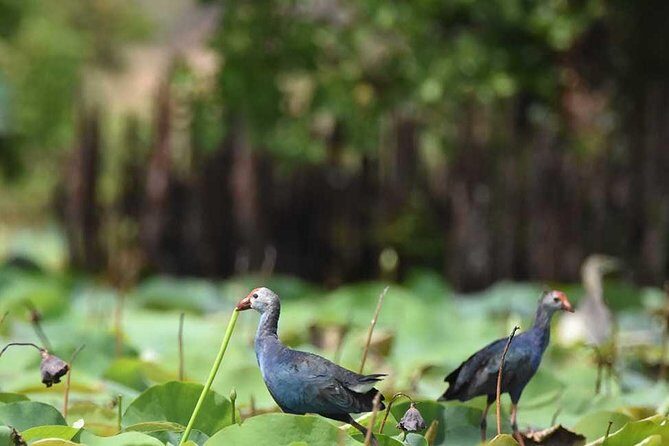Full Day Safari at Bundala With Picnic Lunch from Hambantota Harbor - What Makes This Tour Stand Out?