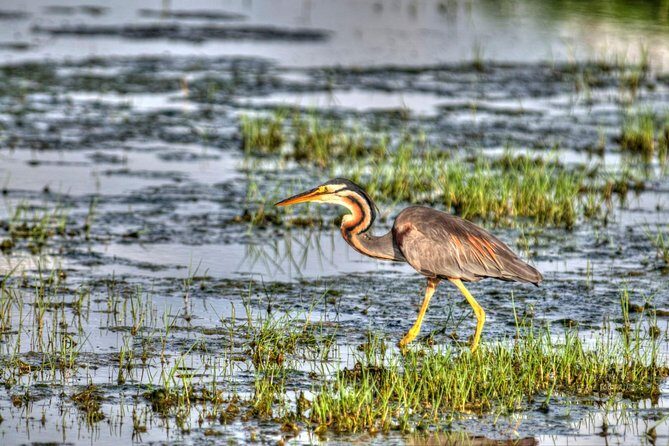 Full Day Safari at Bundala With Picnic Lunch from Hambantota Harbor - The Sum Up