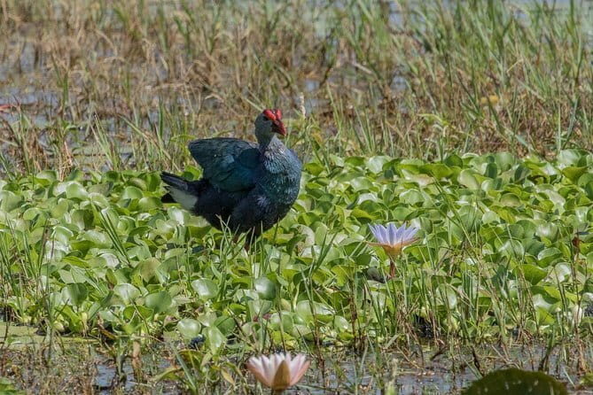 Full Day Safari in Bundala National Park With Picnic Lunch - Exploring the Full Day Safari in Bundala National Park: An Honest Review