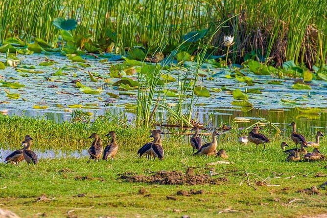 Full Day Safari in Bundala National Park With Picnic Lunch - Key Points