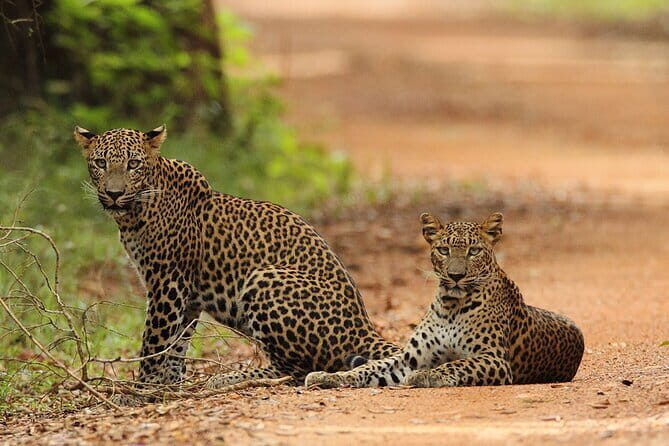 Full Day Safari in Bundala National Park With Picnic Lunch - Who Would Benefit Most From This Tour?