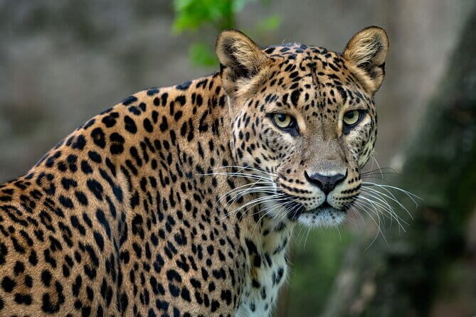 Full Day Safari in Bundala National Park With Picnic Lunch - The Sum Up