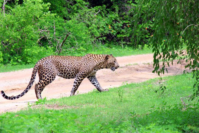 Full Day Safari ( The Best for Leopards ) in Yala - An In-Depth Look at the Safari Experience