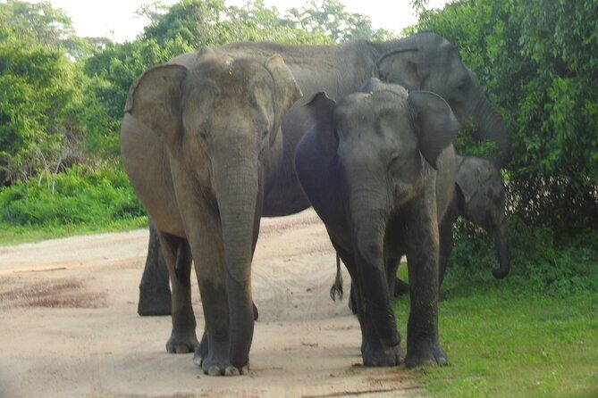Full Day Safari ( The Best for Leopards ) in Yala - FAQ