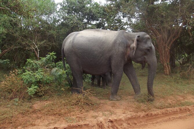 Full Day Safari Tour in Yala National Park - An In-Depth Look at the Safari Experience