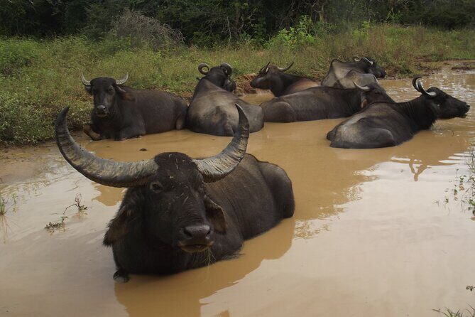 Full Day Safari Tour in Yala National Park - The Sum Up: Is This Safari Worth It?