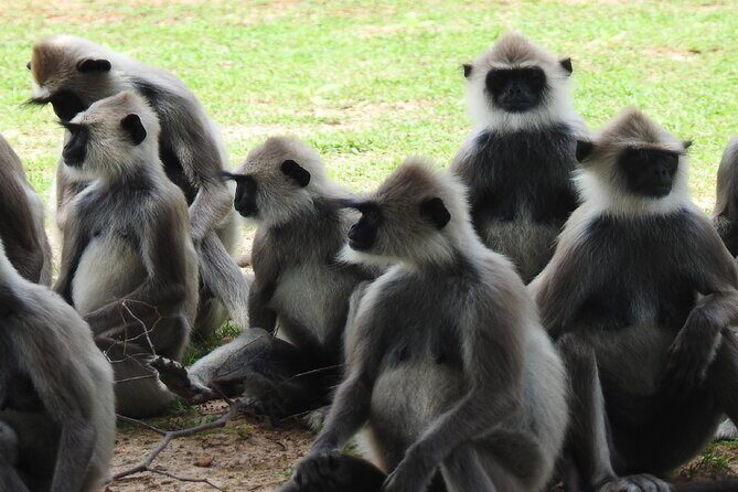 Full Day Safari Tour in Yala National Park - Frequently Asked Questions