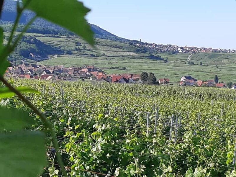 Full Day Safari Tour Villages & Vineyards Wine tasting - Authentic Reviews and Traveler Insights