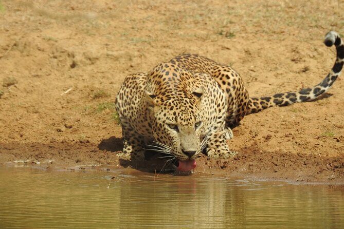 Full day Safari - Yala National Park - 04.30 am to 06.00 pm with - Janaka safari - What Makes This Tour Valuable?