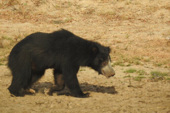 Full day Safari - Yala National Park - 04.30 am to 06.00 pm with - Janaka safari - Wildlife Encounters and Authentic Experiences