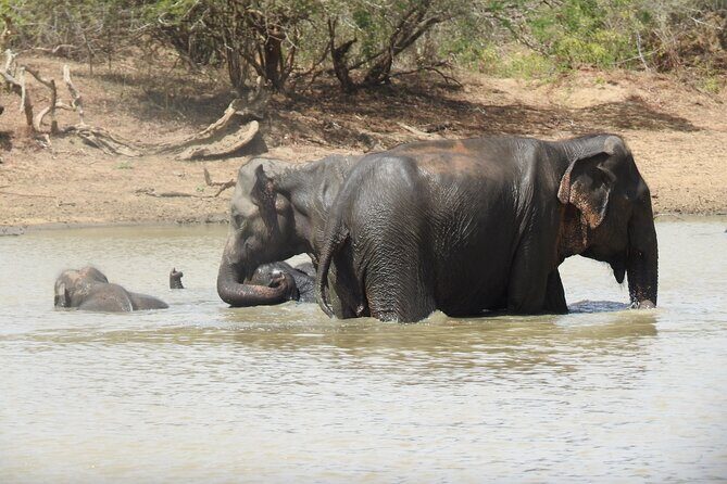 Full day Safari - Yala National Park - 04.30 am to 06.00 pm with - Janaka safari - The Experience of the Transport and Logistics